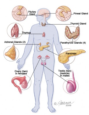glands of the human endocrine system