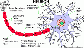 Ap Psychology Review - Neurons and the Nervous System